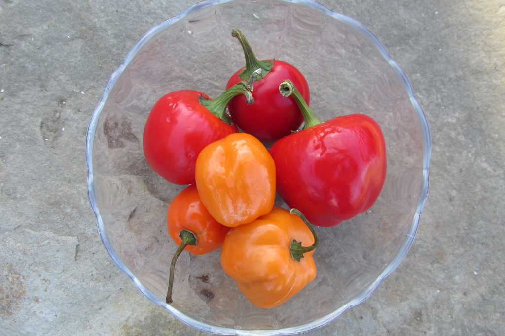 Scotch Bonnet Peppers