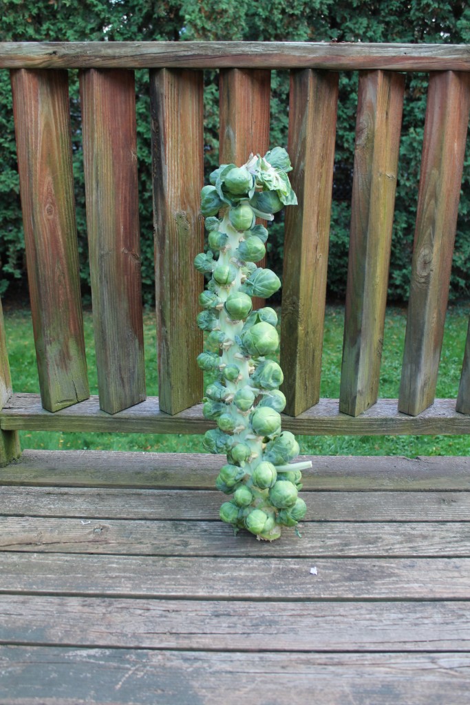 Brussel Sprouts