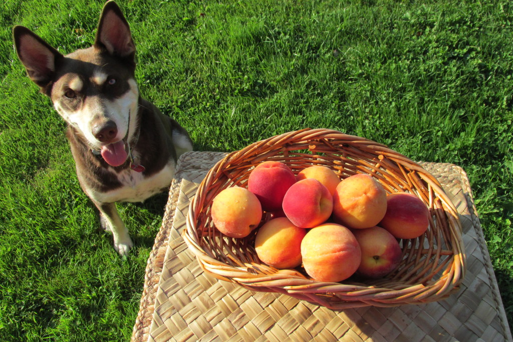 Shelby LOVES peaches!